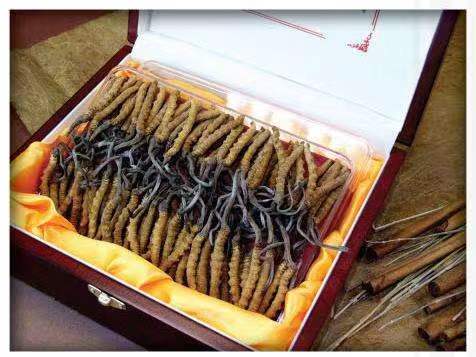 吉林冬虫夏草回收